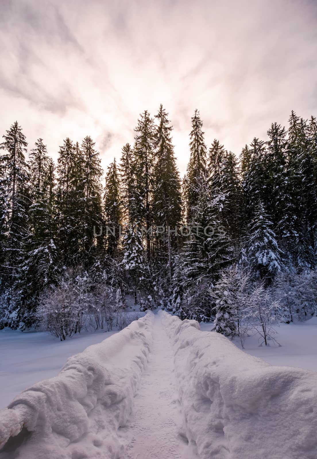 path in snowy spruce forest. beautiful nature scenery in Winter Carpathians. location Synevyr National park, Ukraine