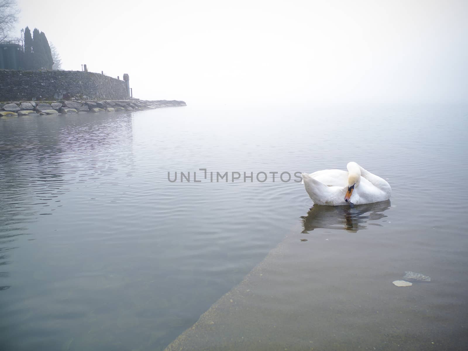 swan in the lake, Lake Maggiore, Ispra, Varese, Lombardy, Italy