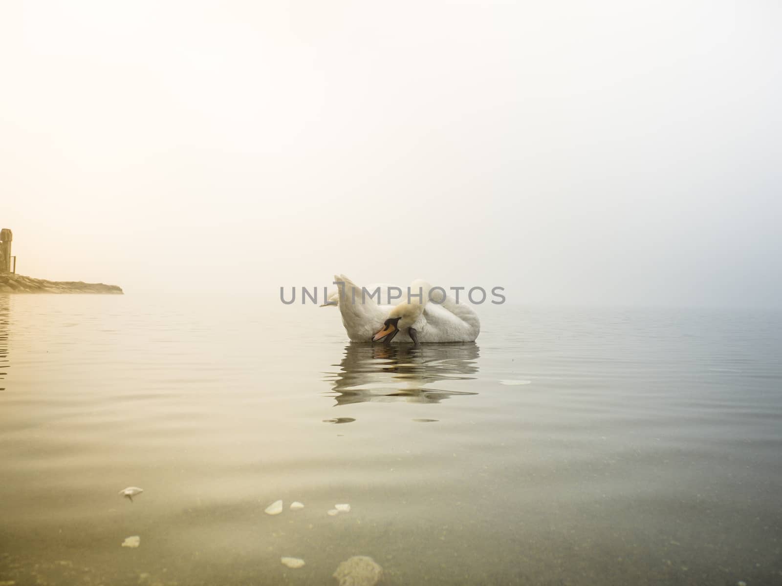 swan in the lake, Lake Maggiore, Ispra, Varese, Lombardy, Italy