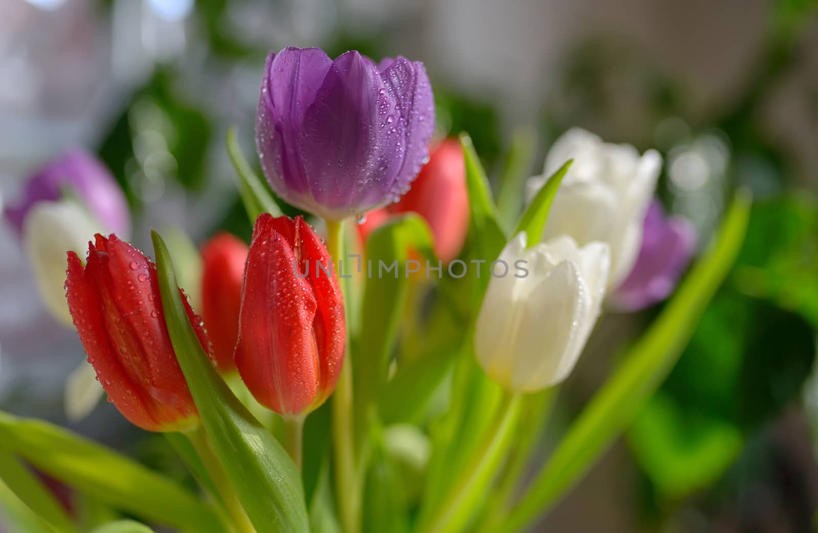 Tulips bouquet with dew by mady70
