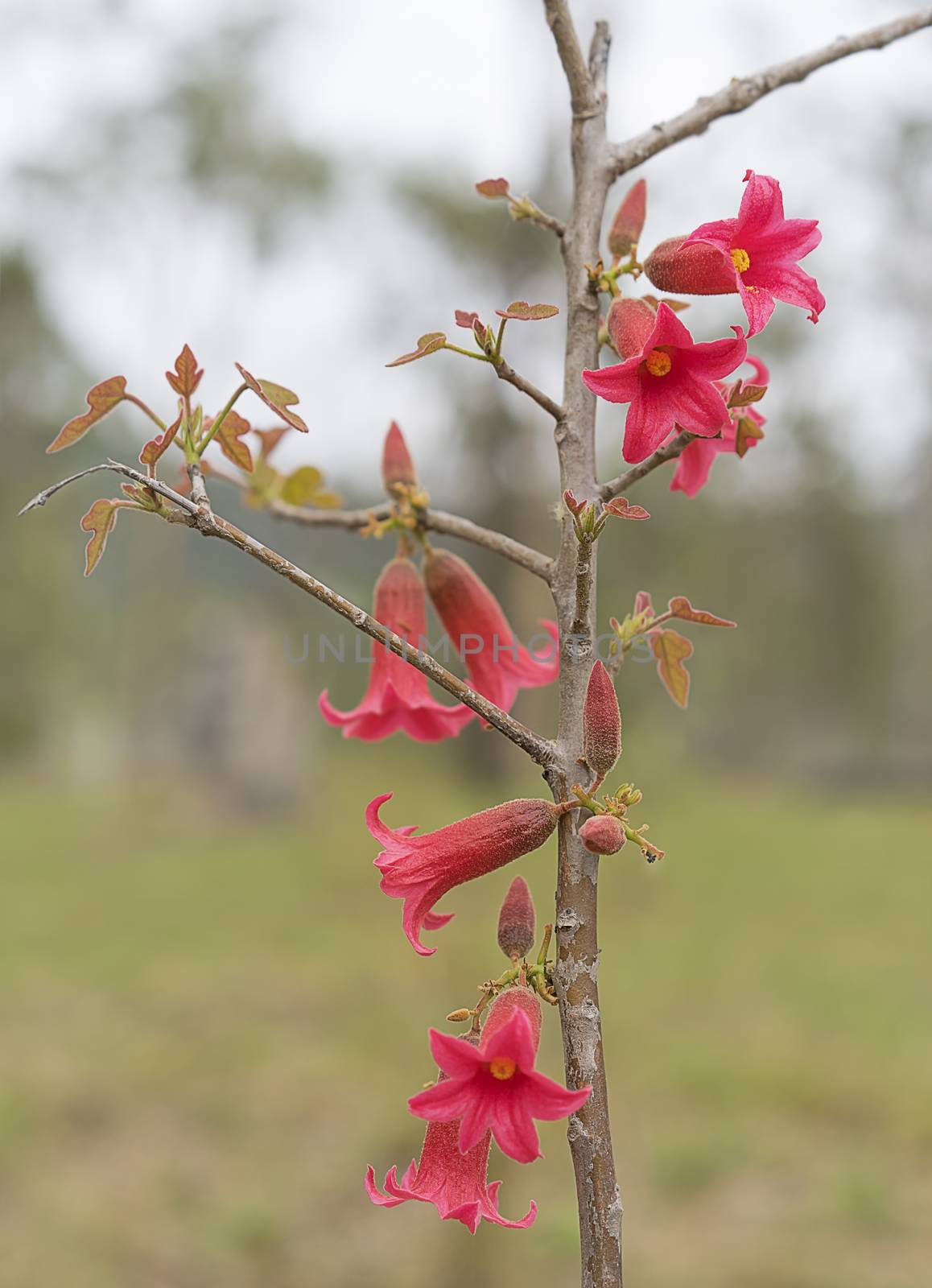 Australian native flowers of Brachychiton bidwillii commonly known as little Kurrajong blooming in Spring