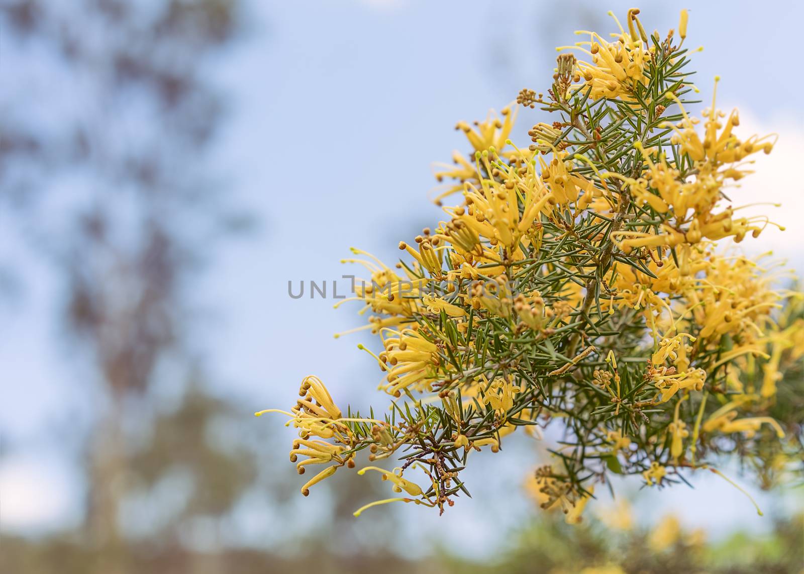 Clusters of apricot yellow fllowers of Australian Grevillea juniperina also known as gold cluster grevillea, juniper-leaf grevillea and prickly spider-flower