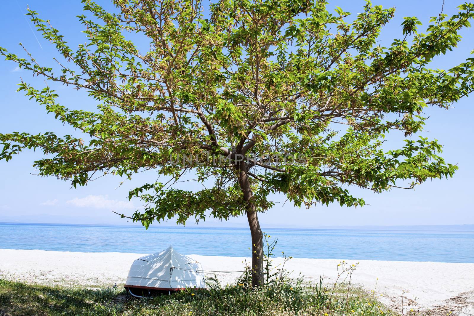 lone tree on a beach with turned over boat in his shadow