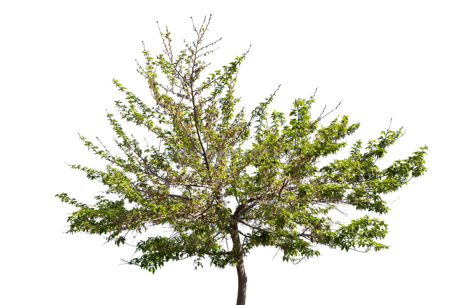 tree in spring isolated on white background