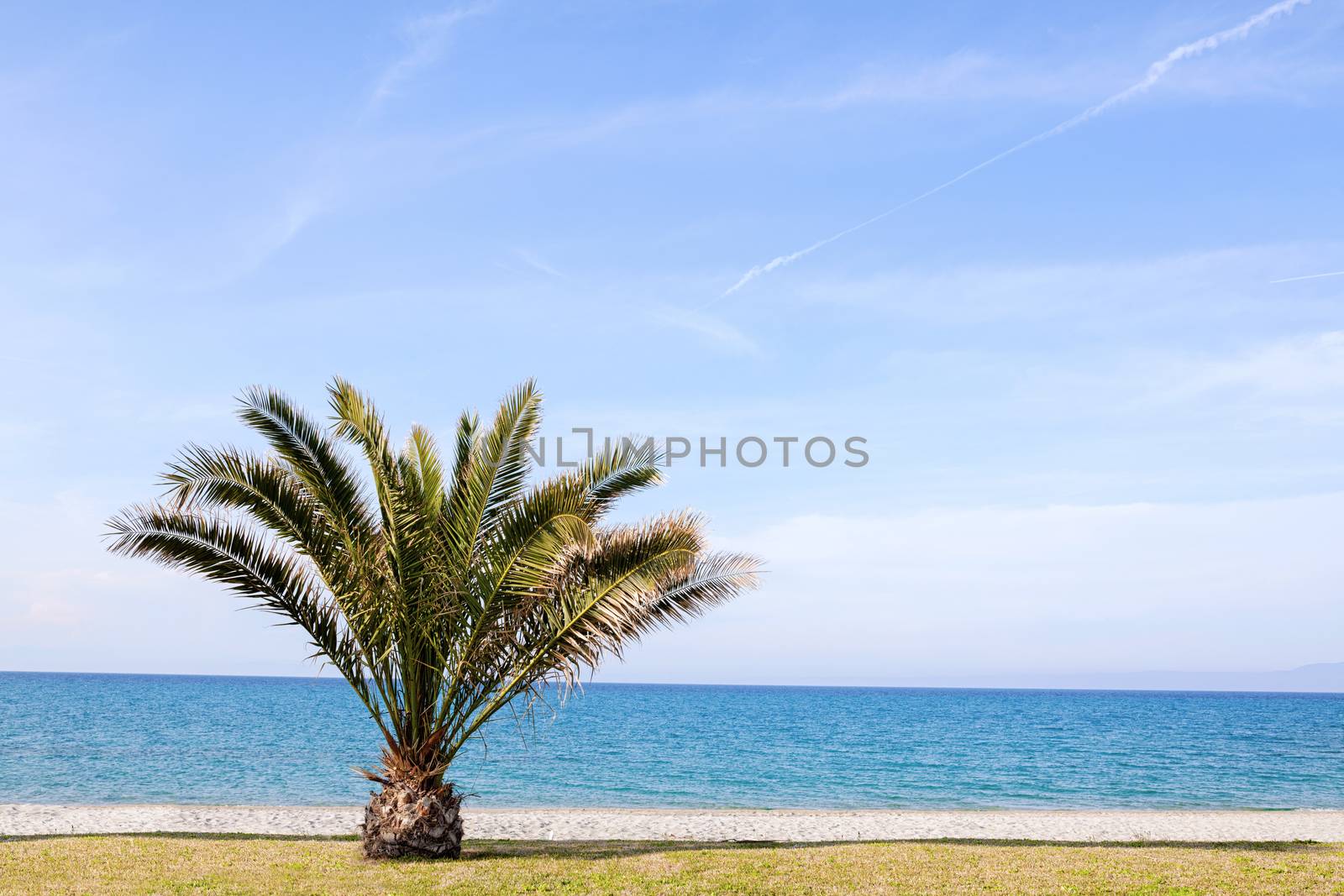 lone palm tree on a beach nead the ocean
