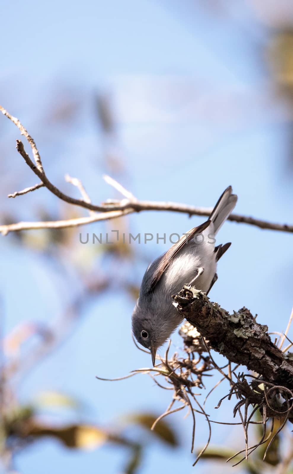 Grey catbird Dumetella carolinensis by steffstarr