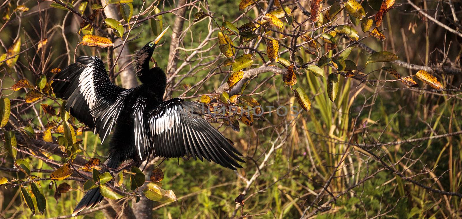 Male Anhinga bird called Anhinga anhinga by steffstarr