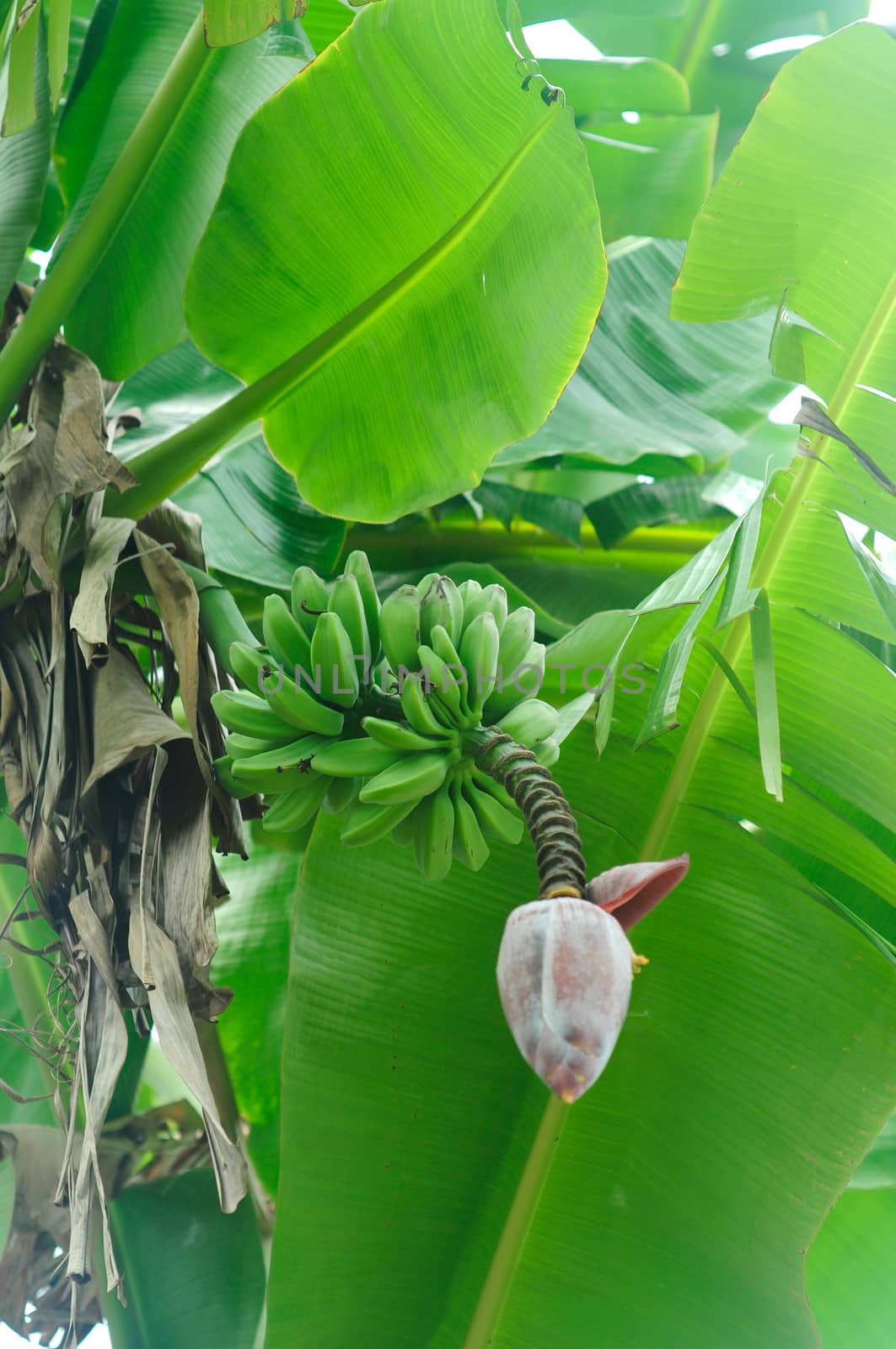 Banana tree with a bunch of bananas