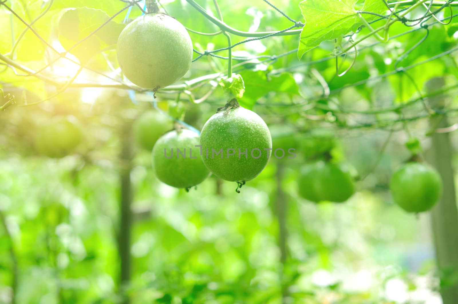 lots of raw and fresh passion fruit on the tree, passion fruit farm.