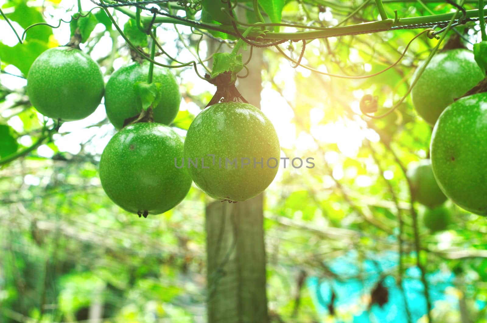 lots of raw and fresh passion fruit on the tree, passion fruit farm.