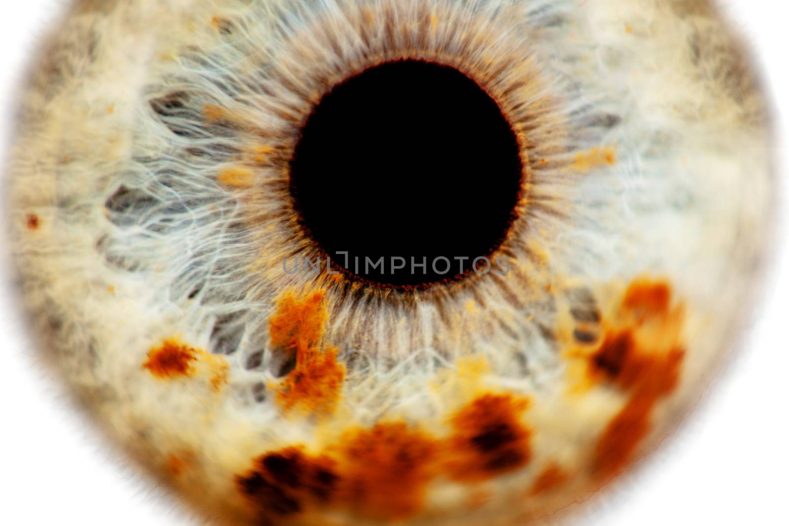 extreme close up of a human eye with reddish dots, shallow depth of field