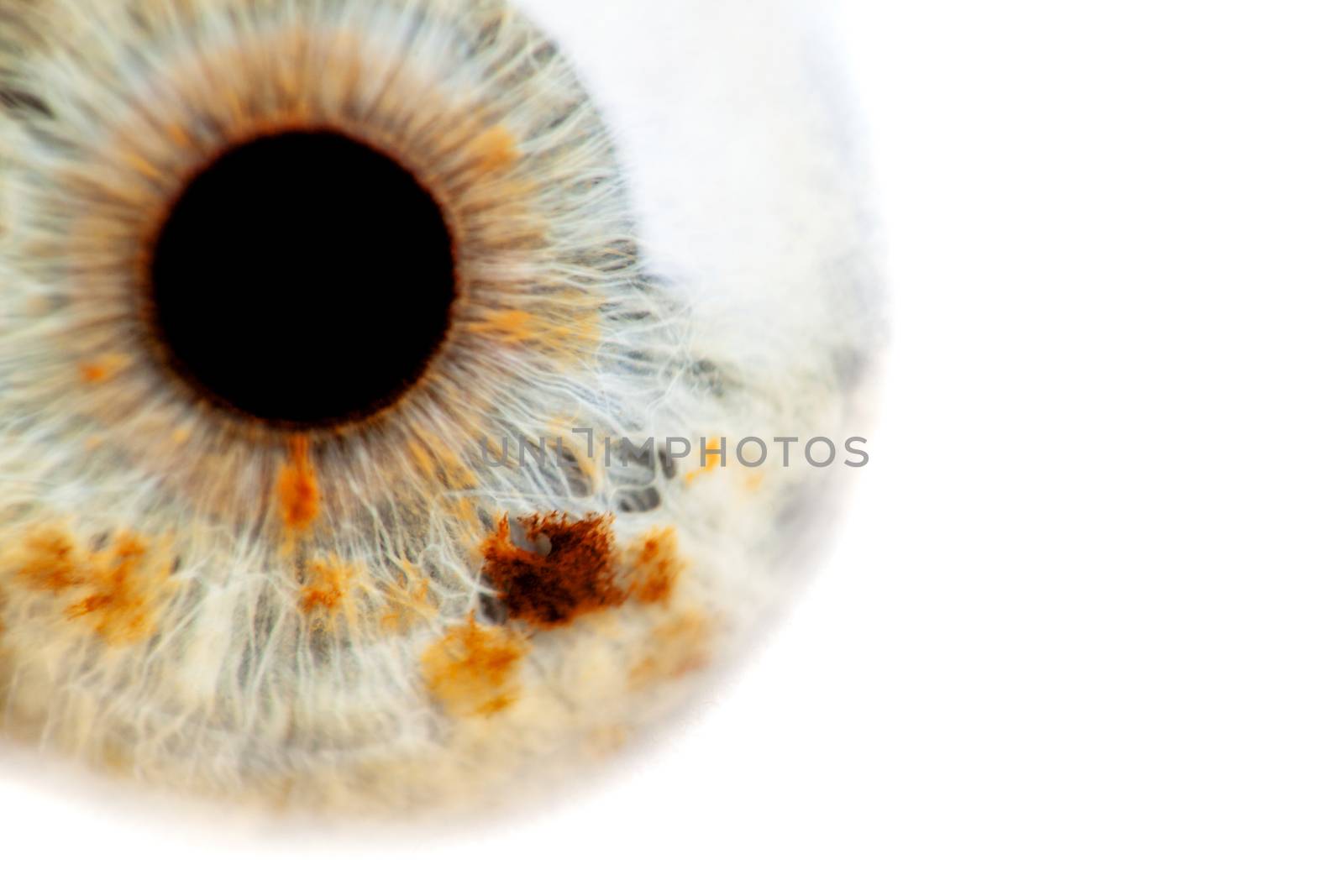 extreme close up of a human eye with reddish dots, shallow depth of field