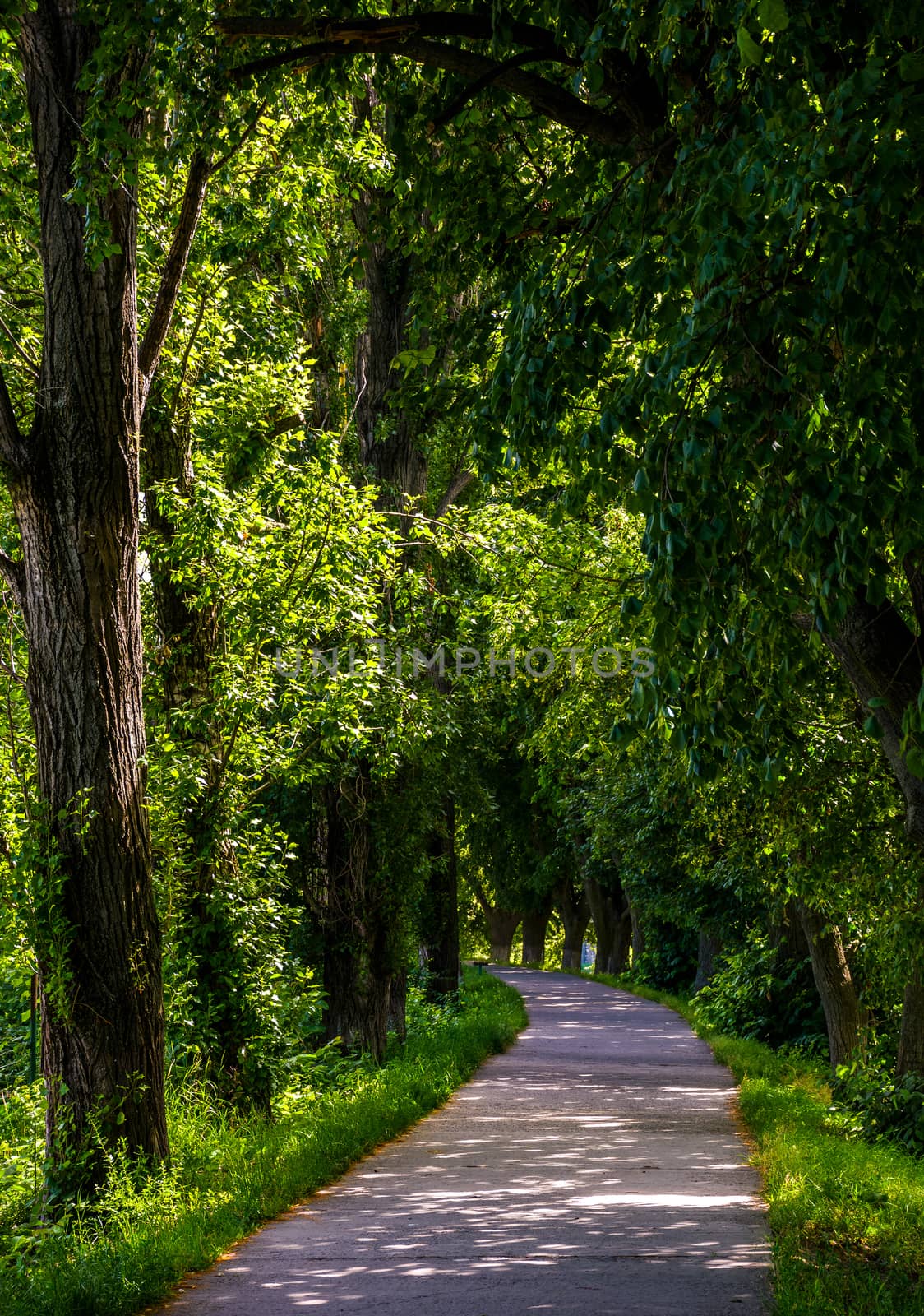 longest linden alley in europe on the Uzh river embankment