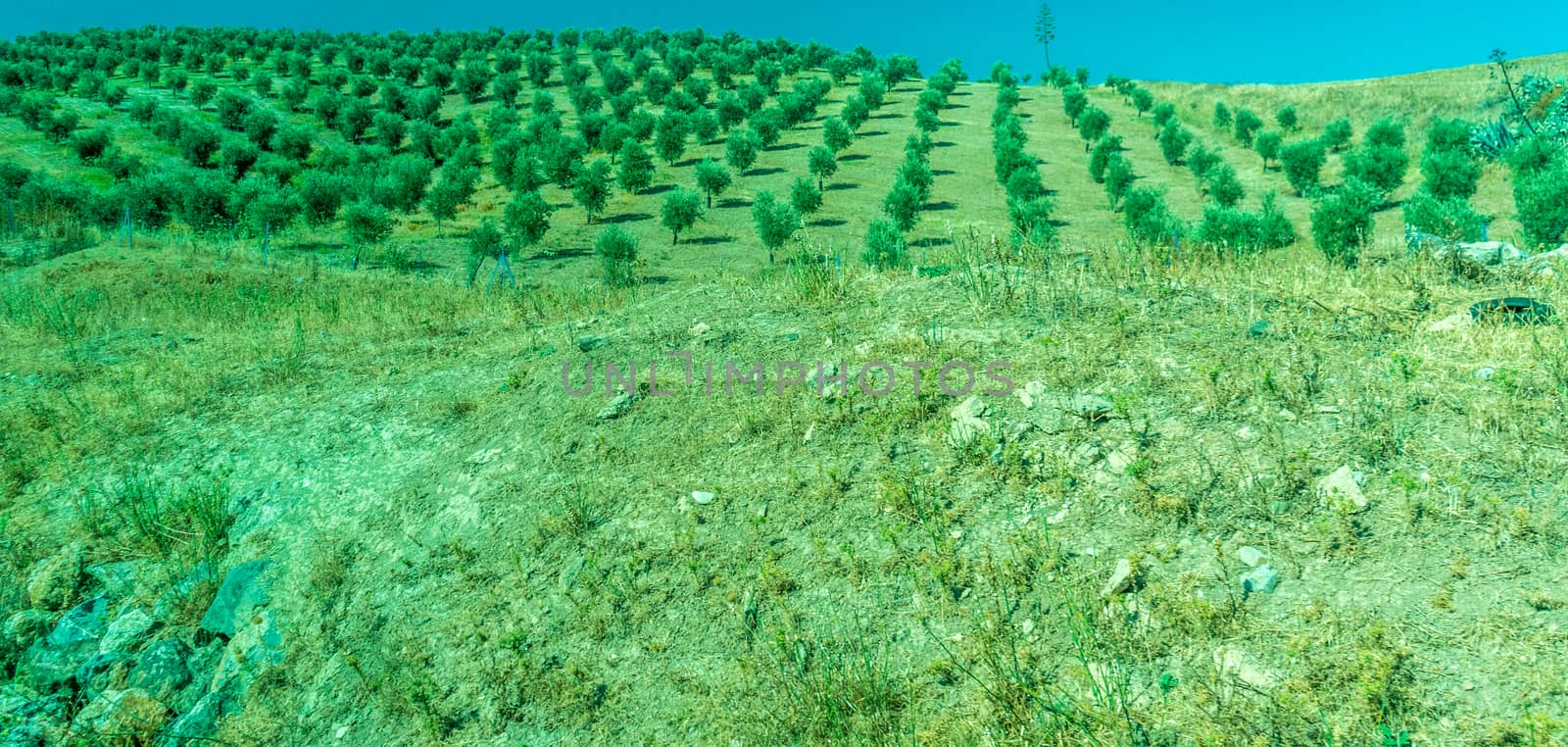 Greenery, Mountains, Farms and Fields on the outskirts of Ronda Spain, Europe on a hot summer day with clear blue skies