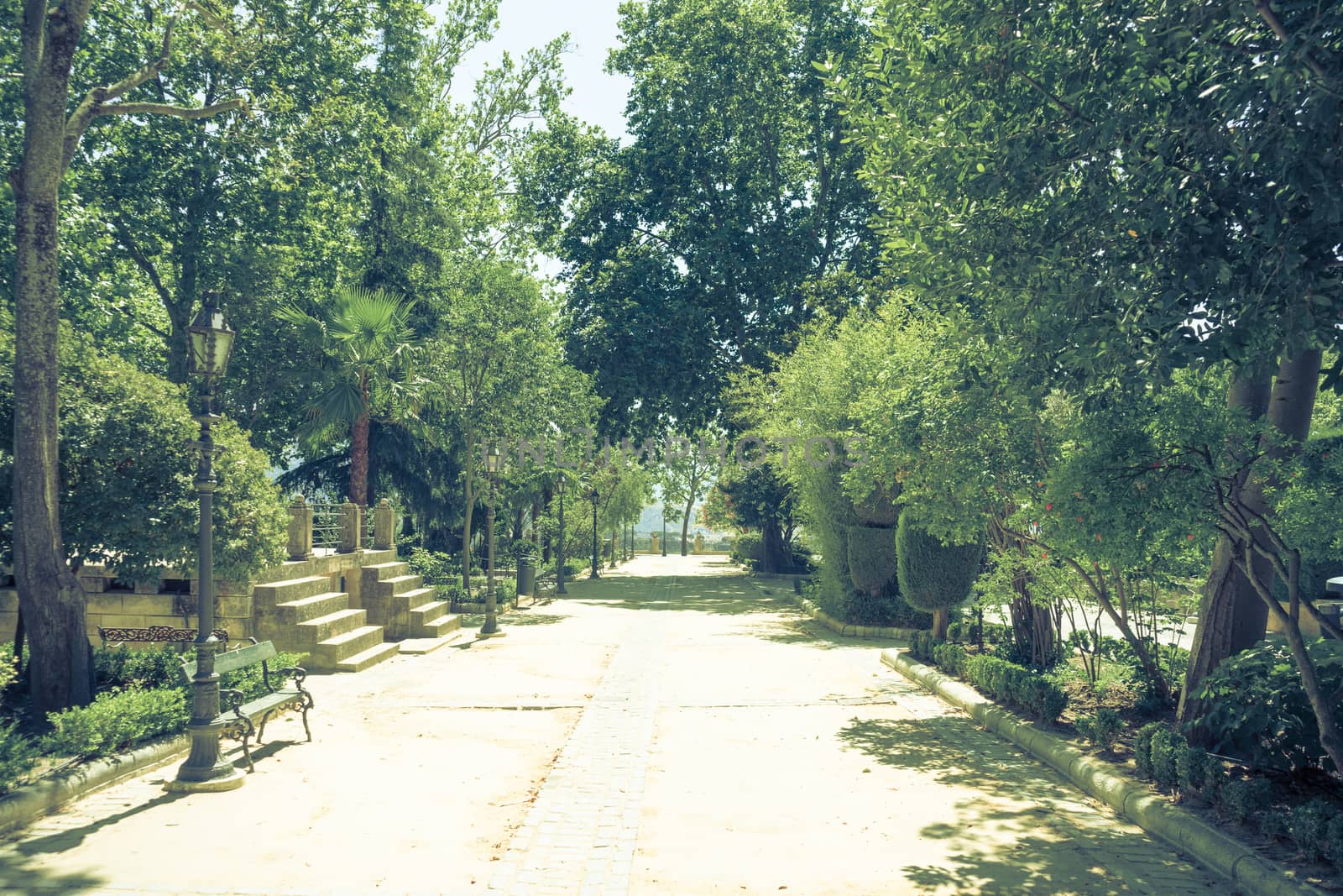 Trees on the walking path on Tajo De Ronda in the city of Ronda Spain, Europe on a hot summer day with clear blue skies