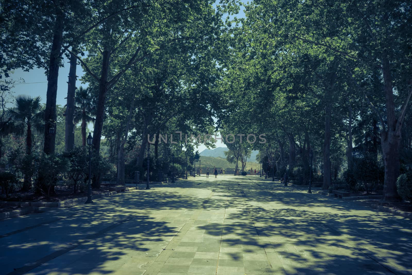 Trees on the walking path on Tajo De Ronda in the city of Ronda Spain, Europe on a hot summer day with clear blue skies