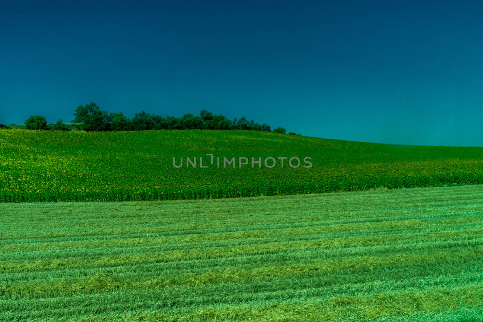 Greenery, Mountains, Farms and Fields on the outskirts of Ronda Spain, Europe on a hot summer day with clear blue skies