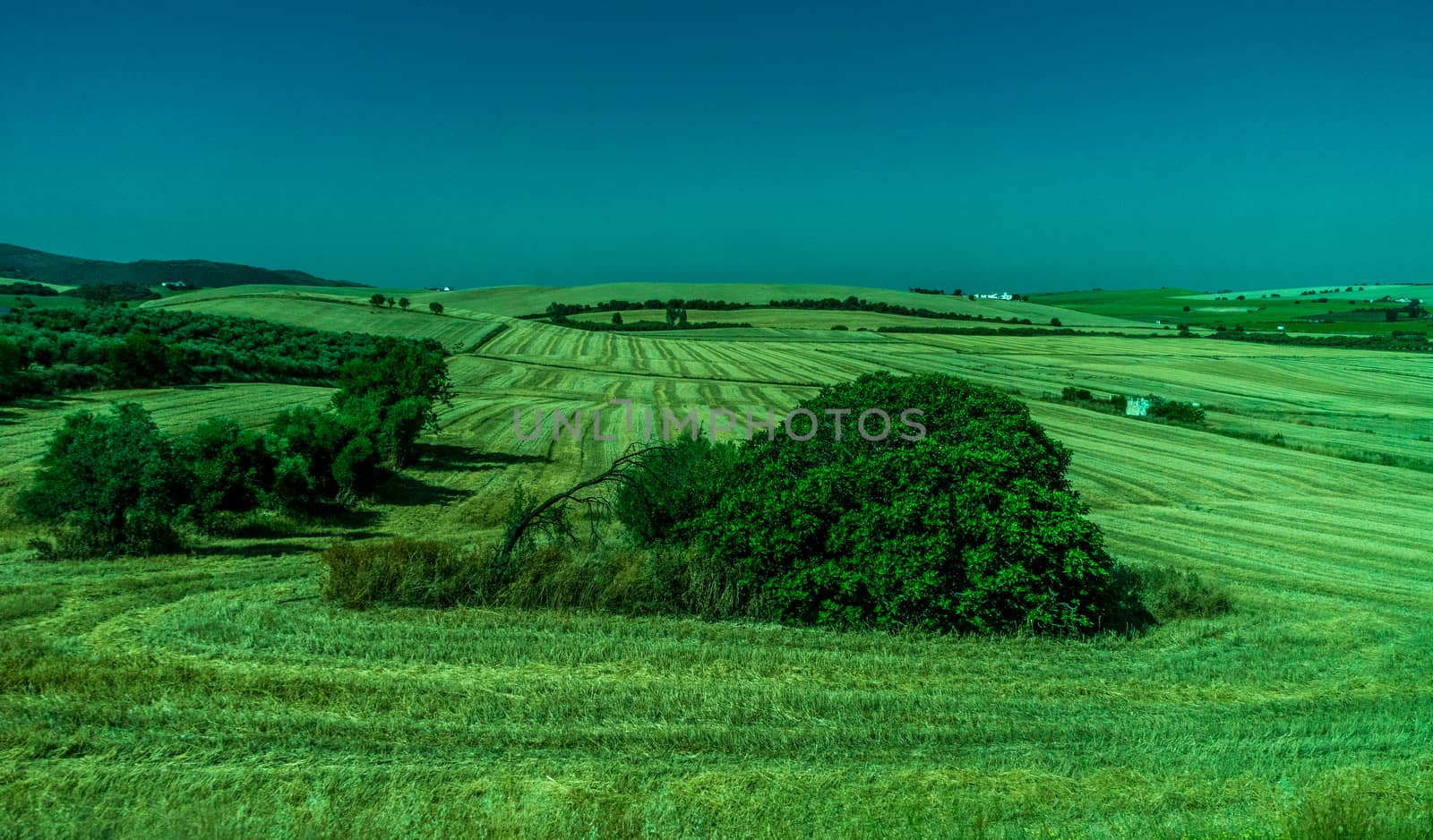 Greenery, Mountains, Farms and Fields on the outskirts of Ronda  by ramana16