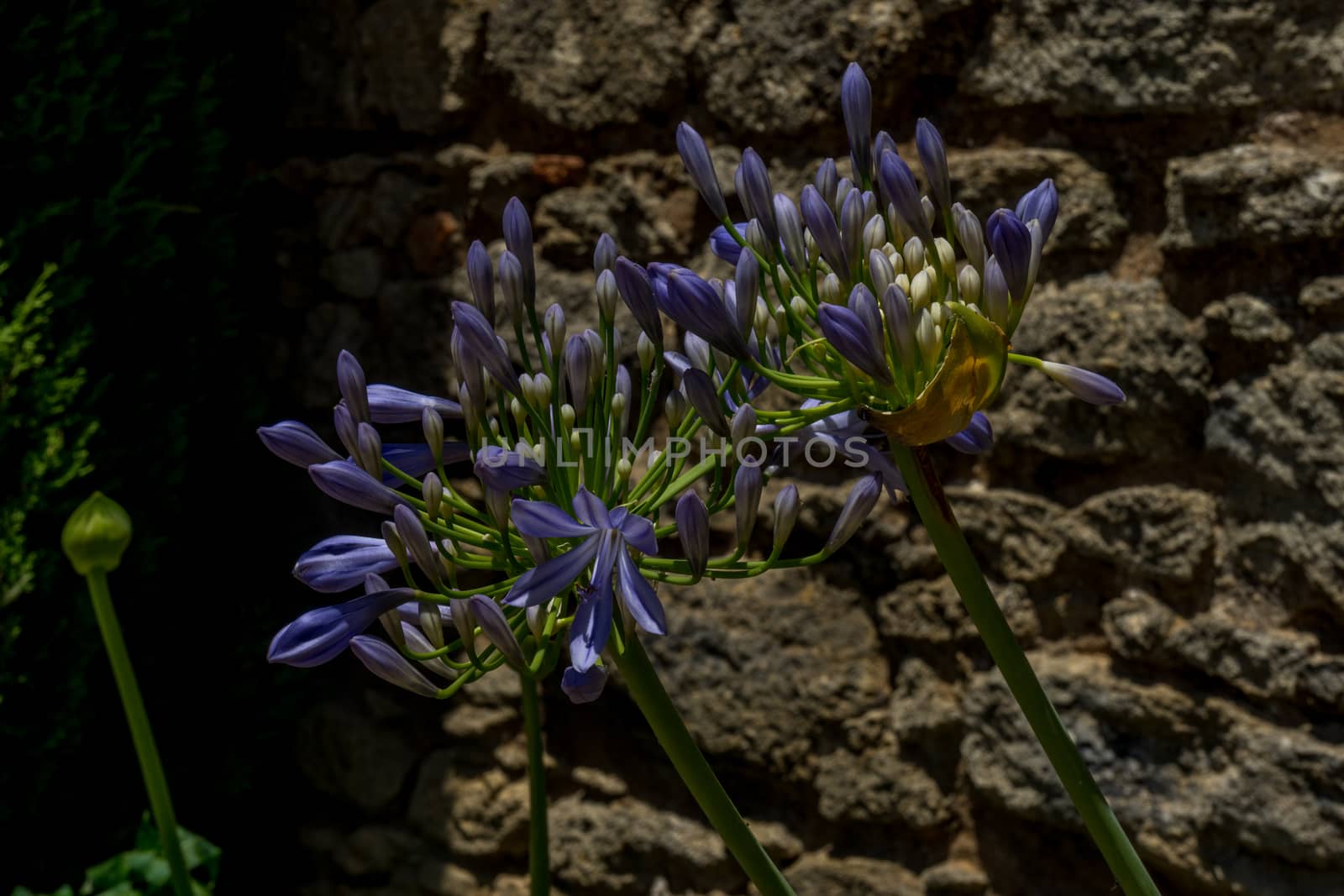 A blue flower plant in the walking path on Tajo De Ronda in the city of Ronda Spain, Europe on a hot summer day