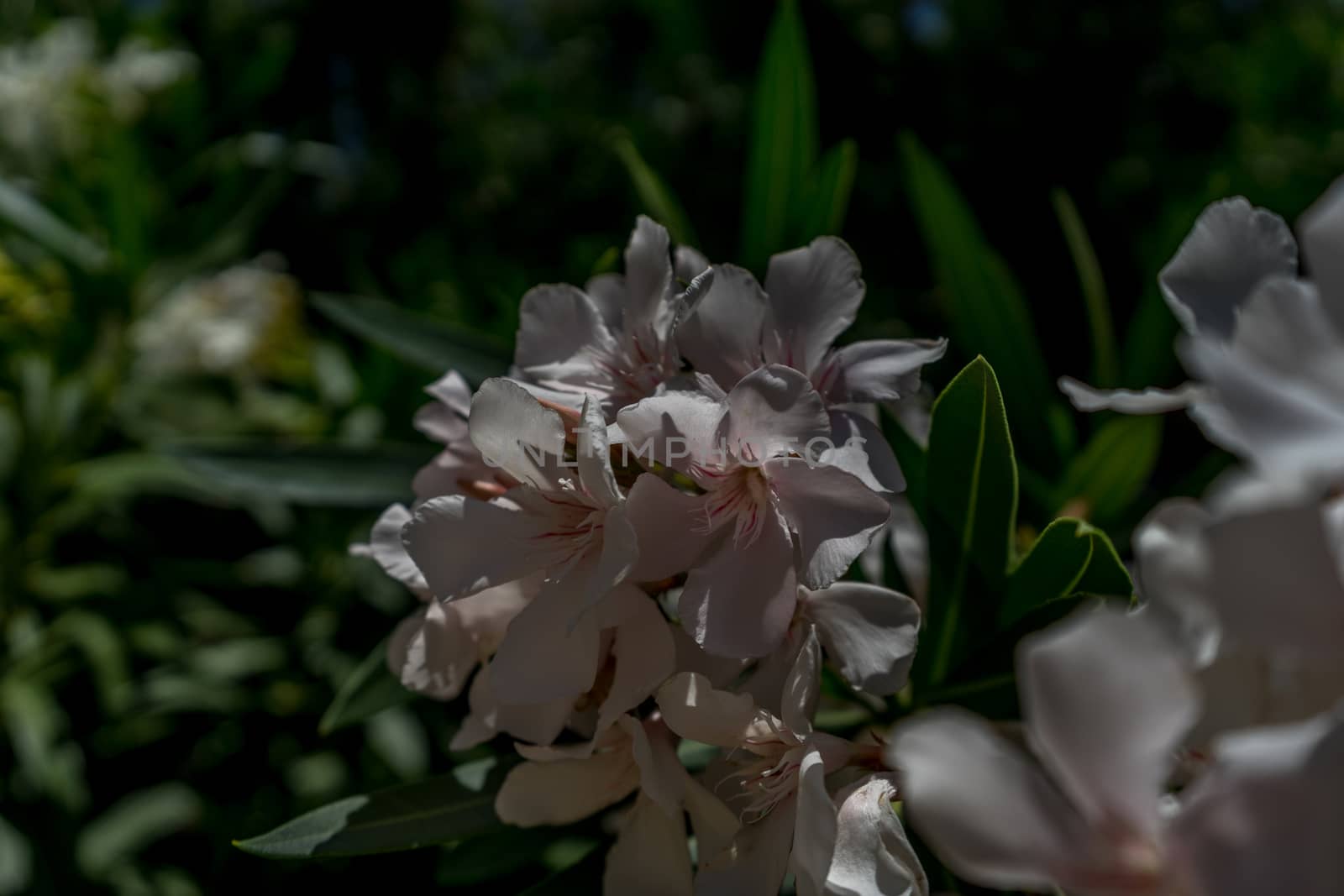 A white flower plant in the walking path on Tajo De Ronda in the by ramana16