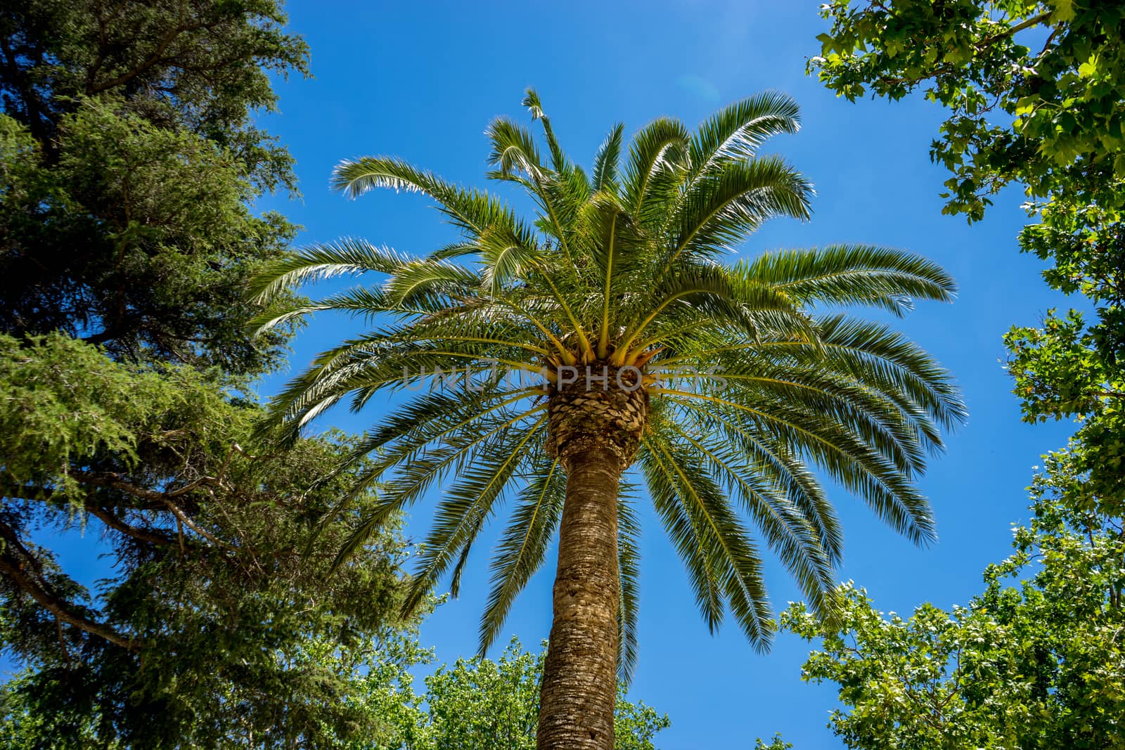 A tall palm tree in the city of Ronda Spain, Europe on a hot summer day with blue skies