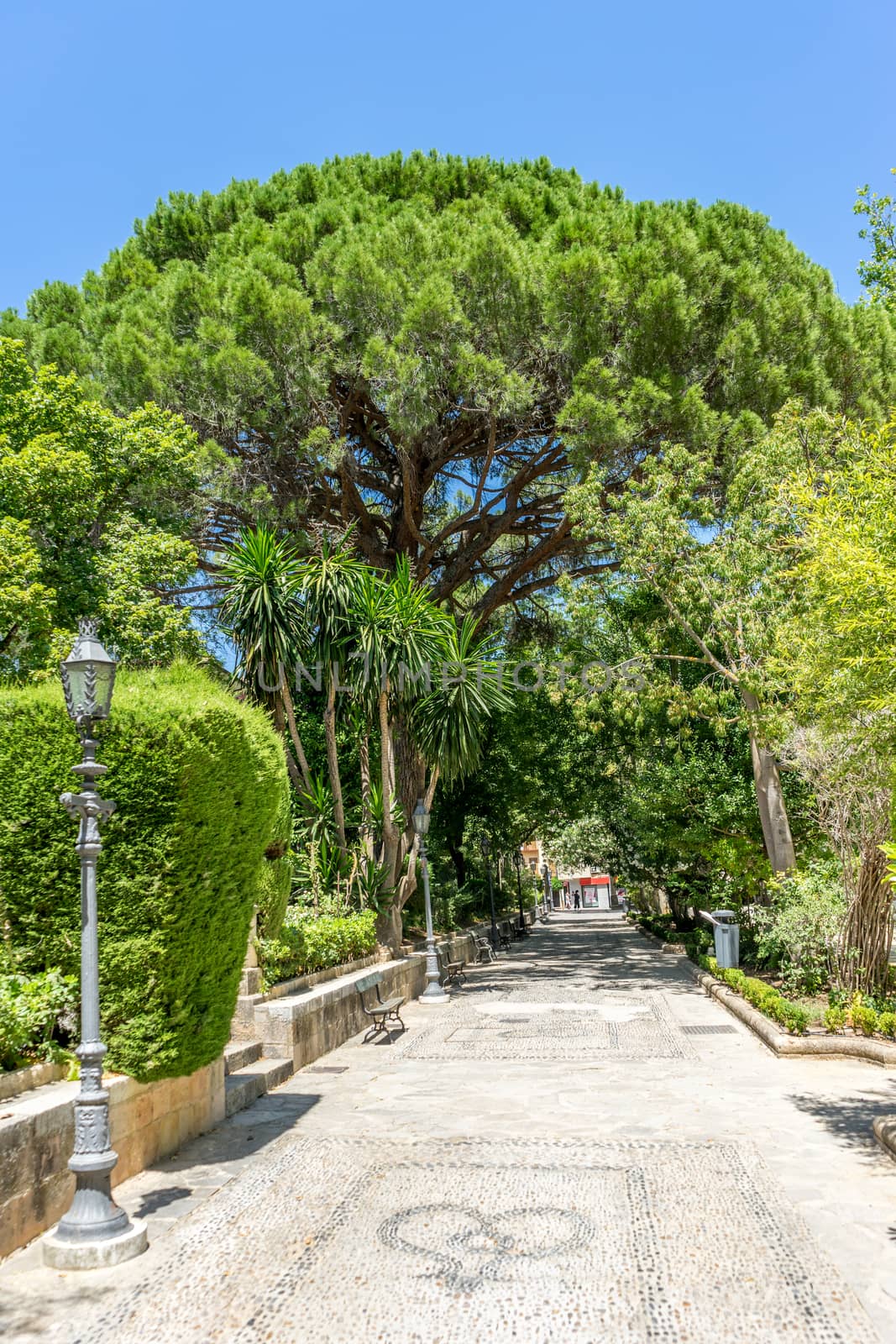 A tree in the walking path on Tajo De Ronda in the city of Ronda Spain, Europe on a hot summer day with clear blue skies