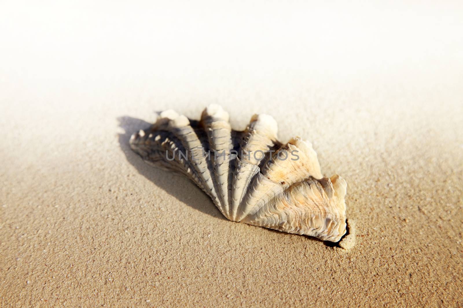 The image of a wet cockleshell close-up on sand