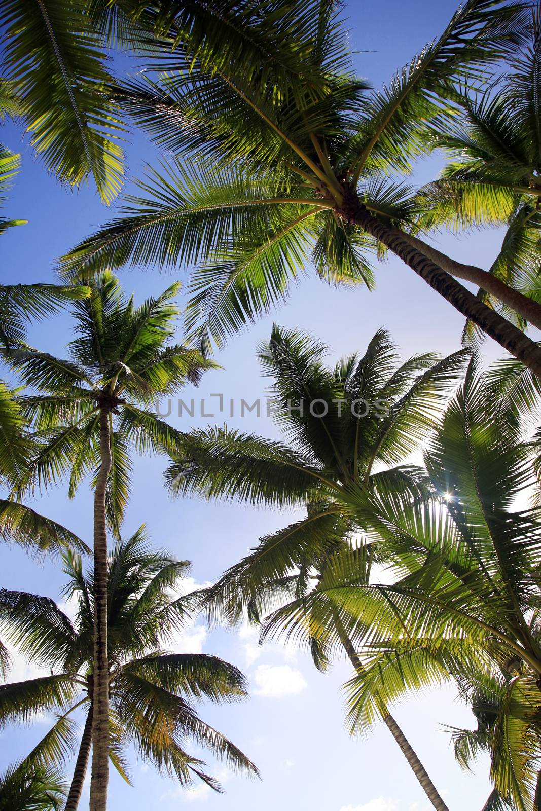 Bottom view of coconut palms. Saona island beach. Dominican Republic