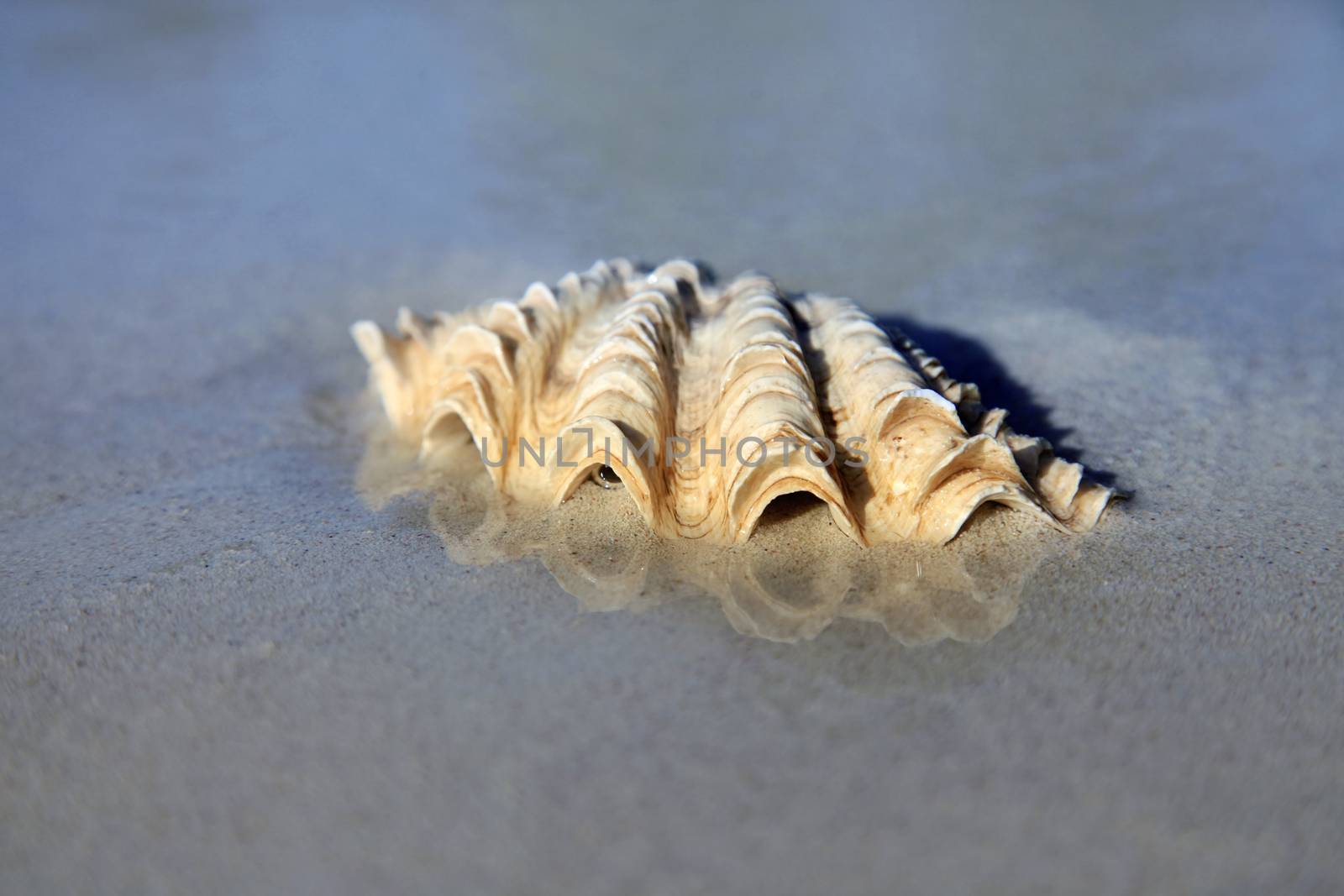 The image of a wet cockleshell close-up on sand