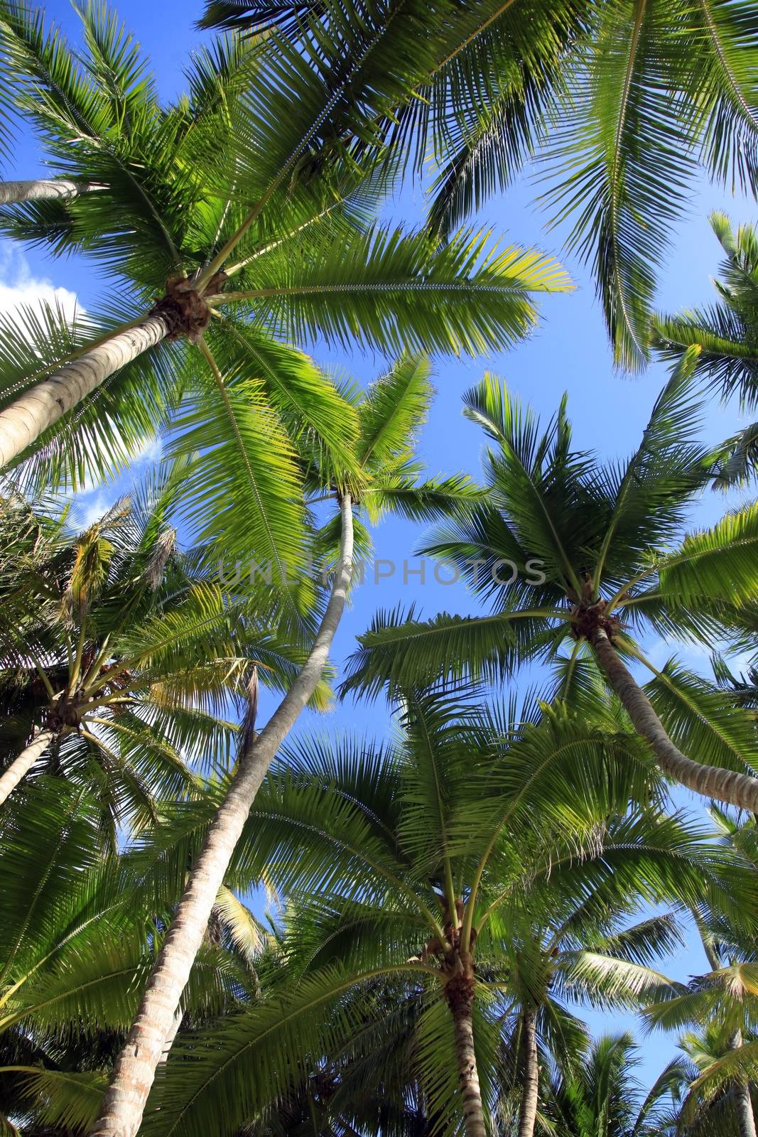 Bottom view of coconut palms. Saona island beach. Dominican Republic