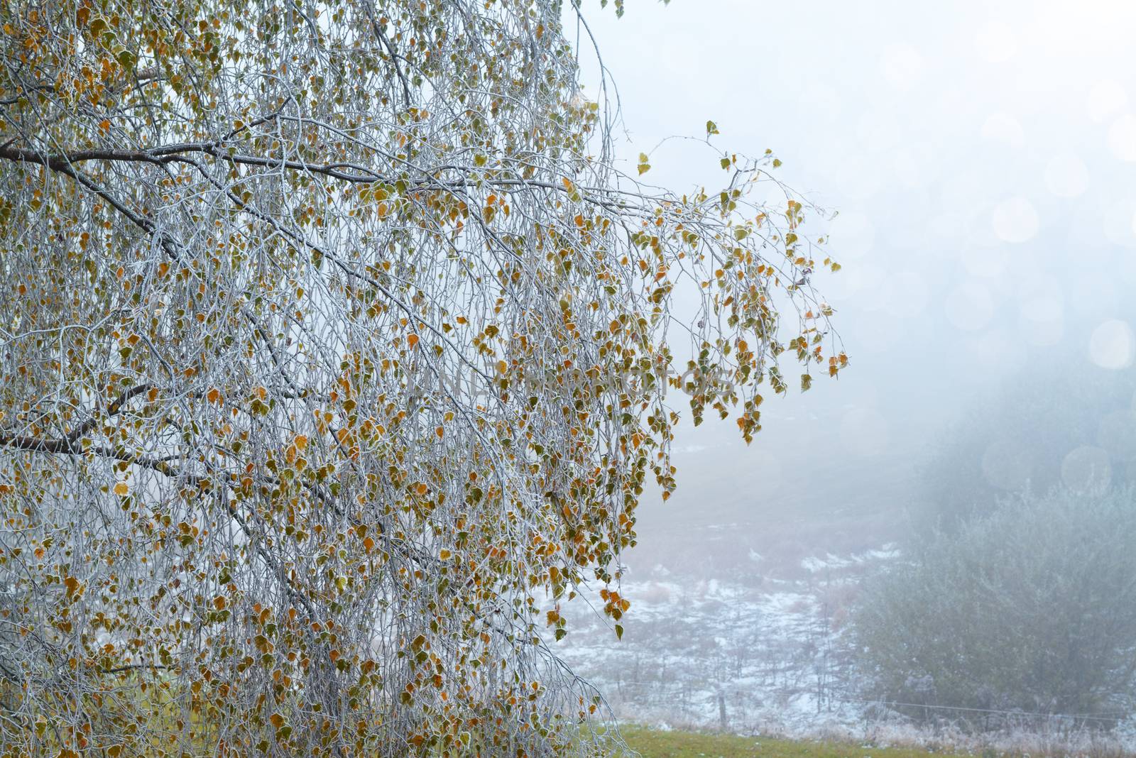 The end of the autumn and the first snow from the winter, campaign, France