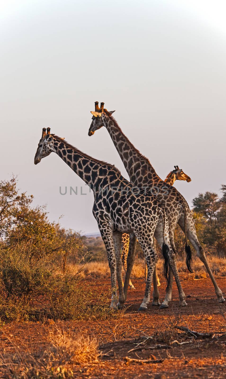 A group of giraffes photographed at sunset in the Kruger National Park, South Africa.