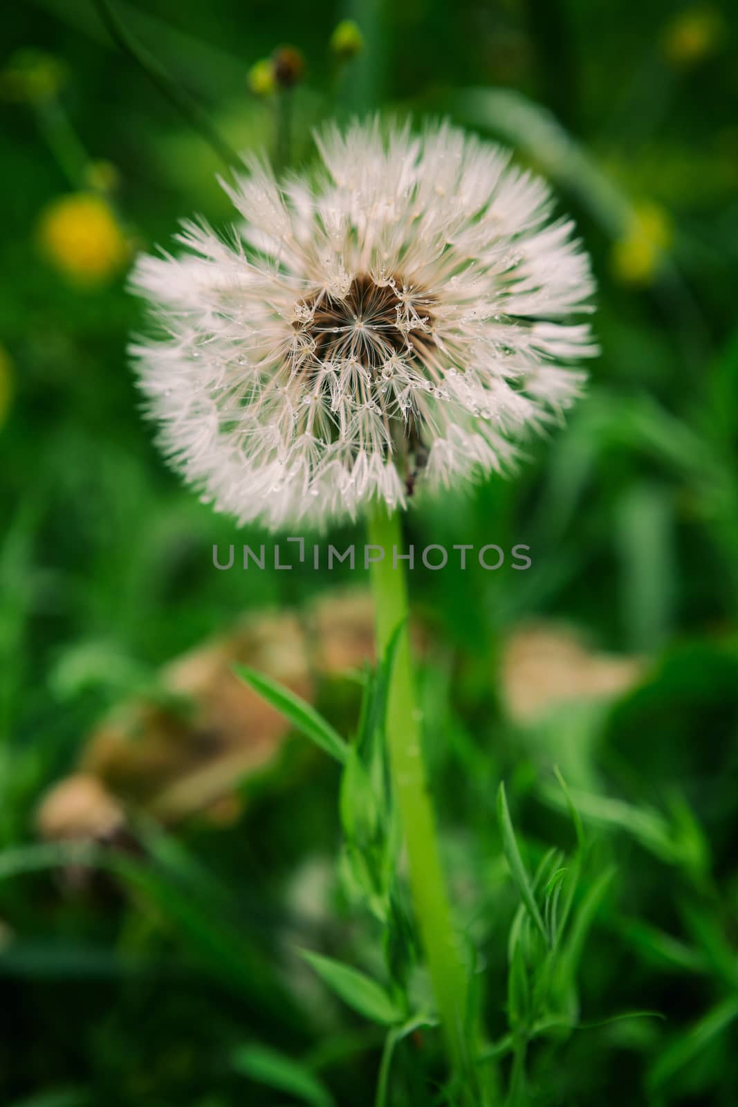 Closeup of a fluffy dandelion by LuigiMorbidelli
