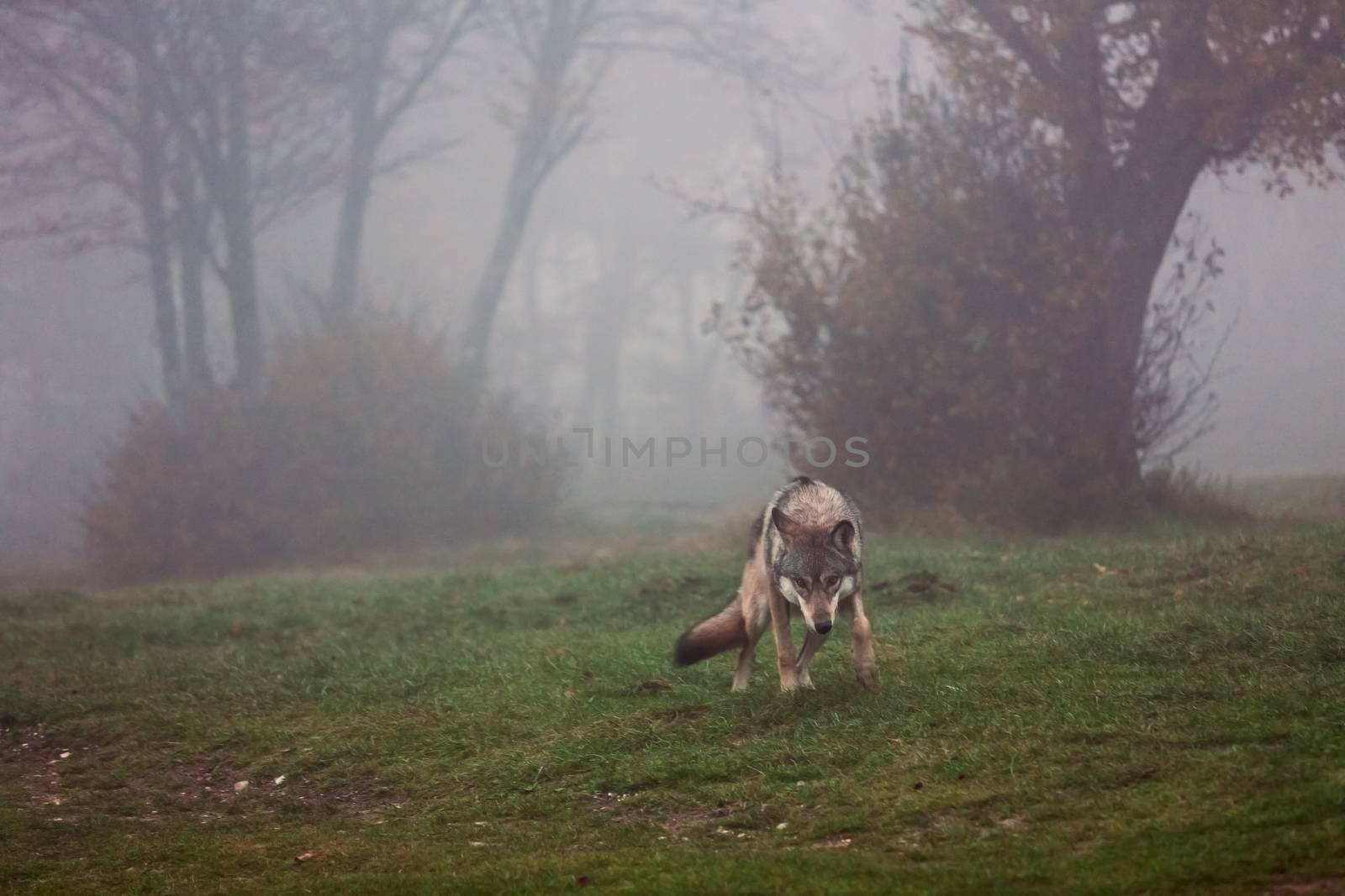 Wolf ready to attack in a foggy forest