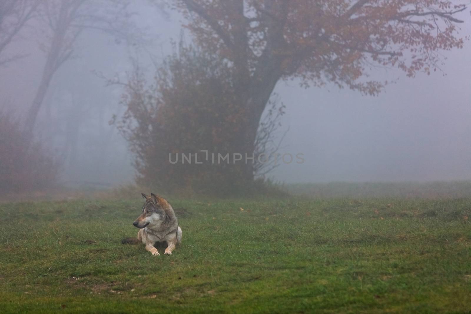 Wolf waiting for in a foggy forest in autumn