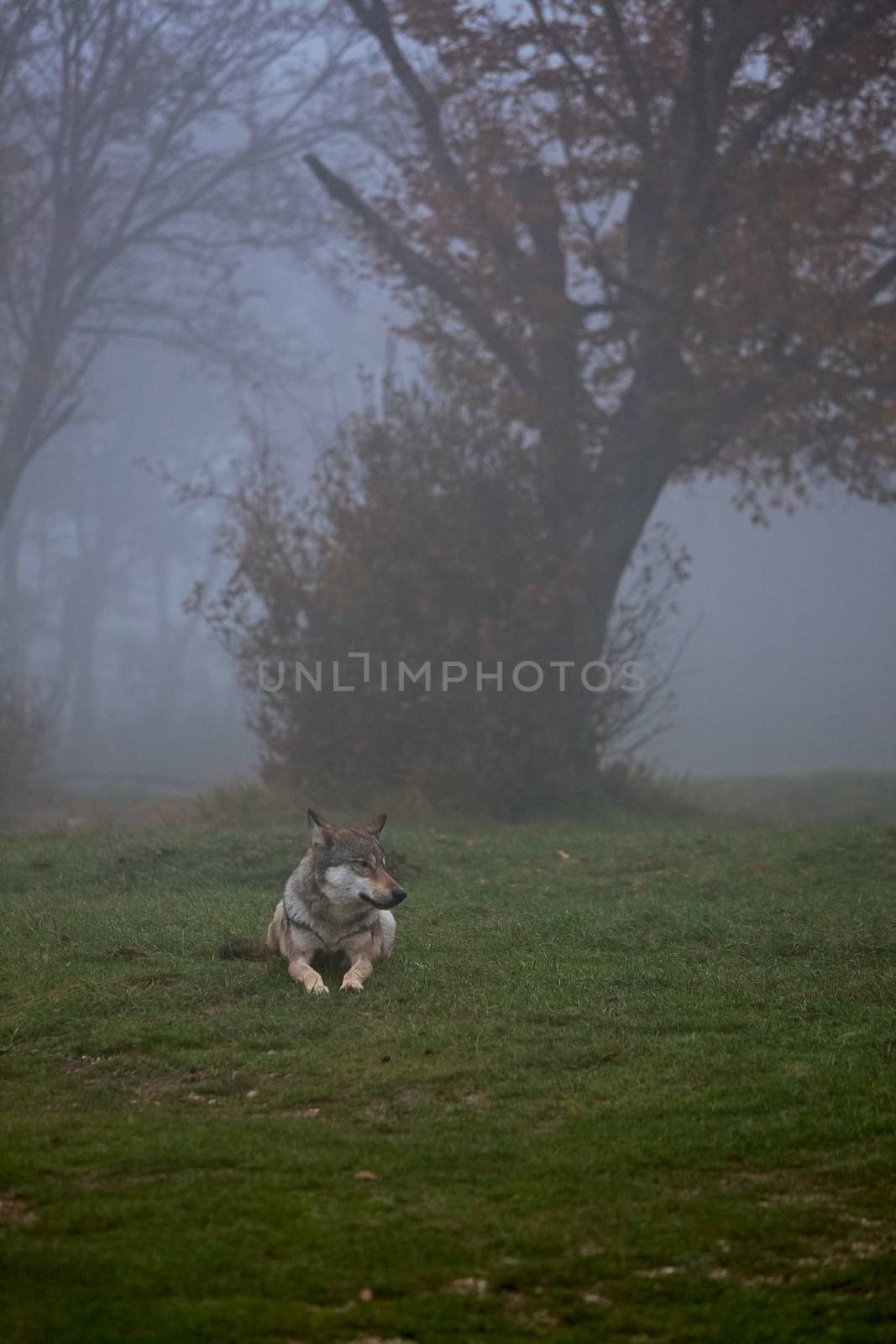 European gray wolf by LuigiMorbidelli