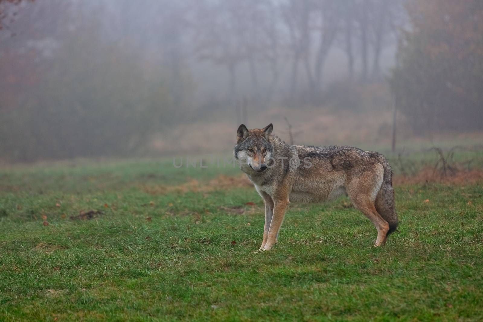 European gray wolf by LuigiMorbidelli