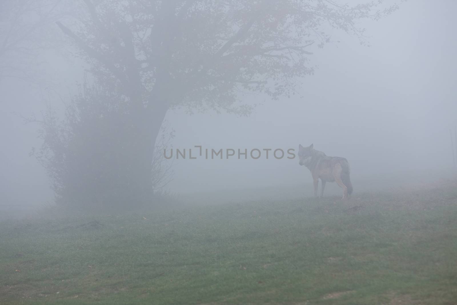 European wolf going away in a foggy forest