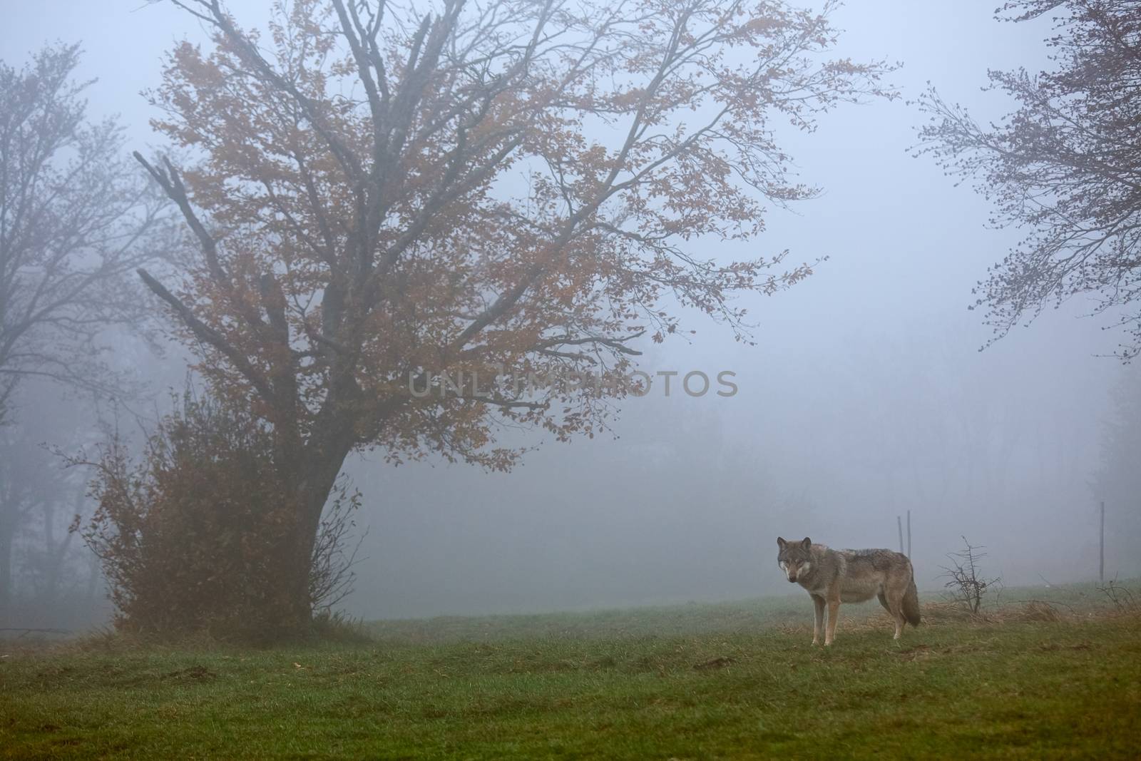 European wolf in a foggy forest