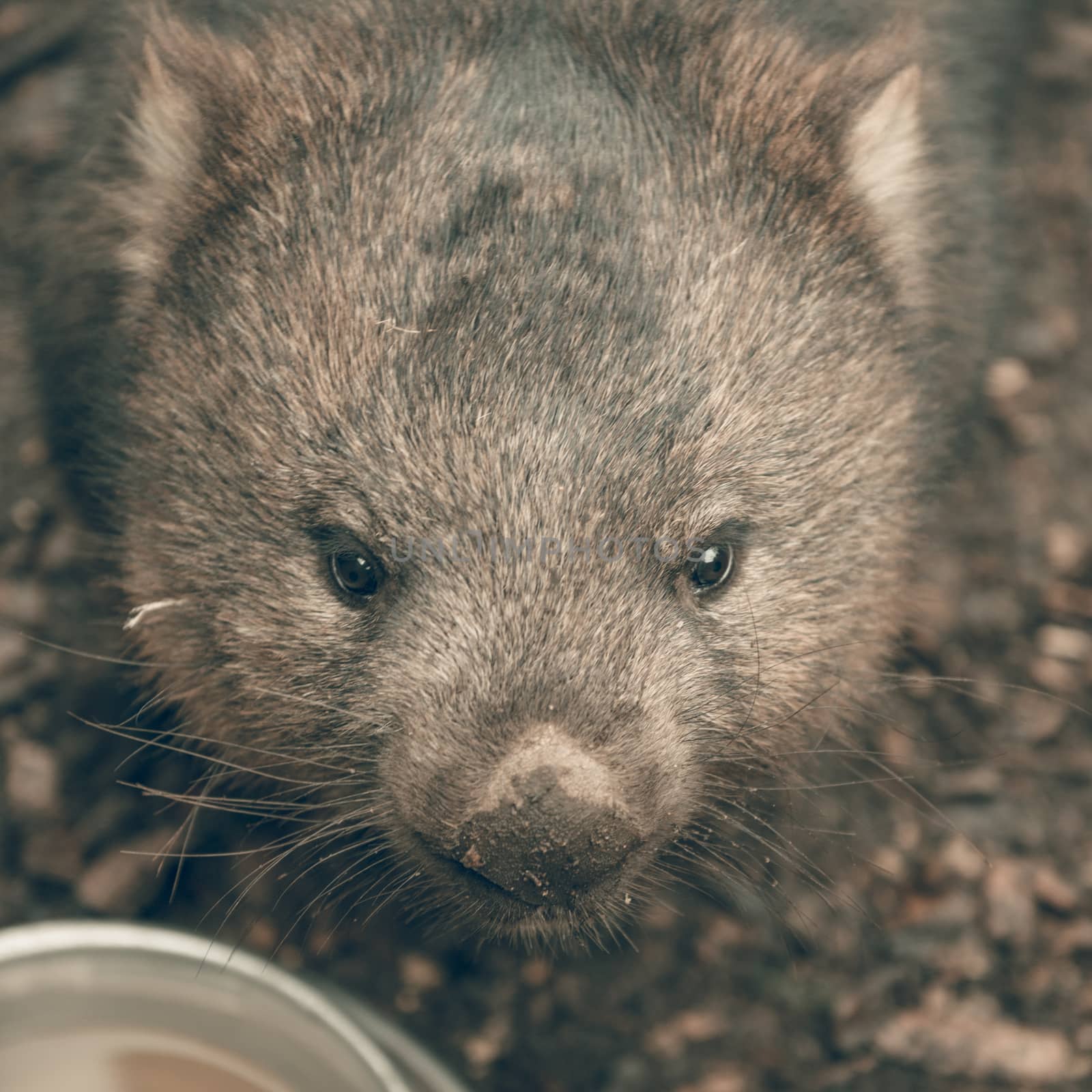 Large adorable wombat during the day looking for grass to eat in Cradle Mountain, Tasmania