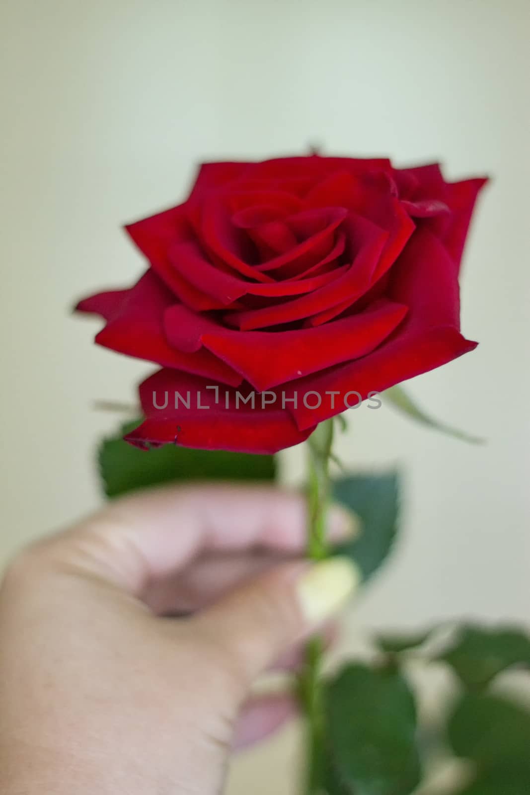 red rose with woman's hands by victosha