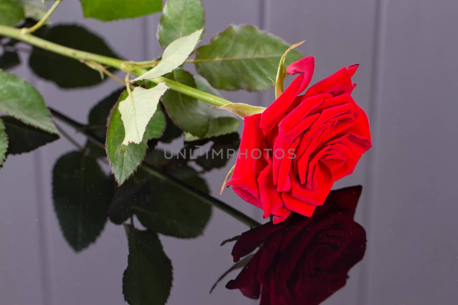 elegant rose with necklace on a black background