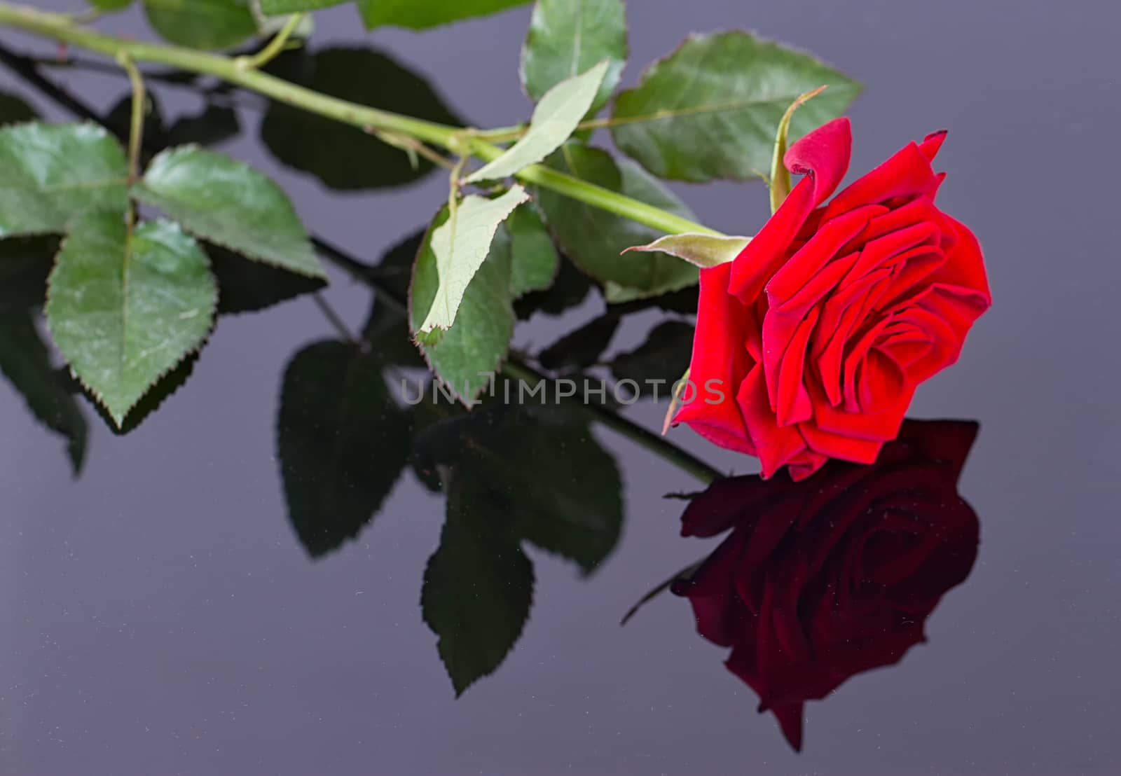 elegant rose with necklace on a black background