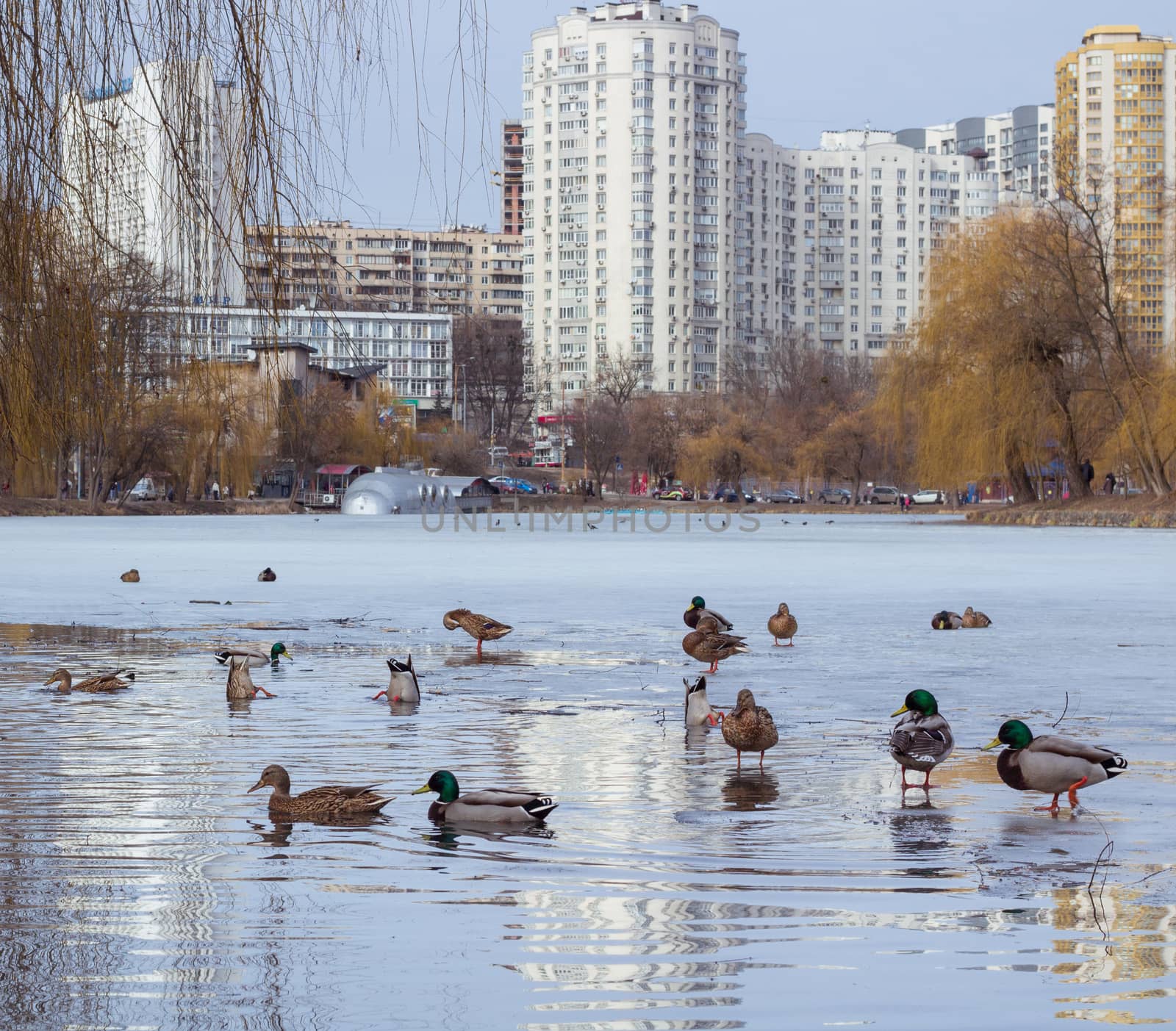 Winter view of city park with ice frozen pond and flock of ducks