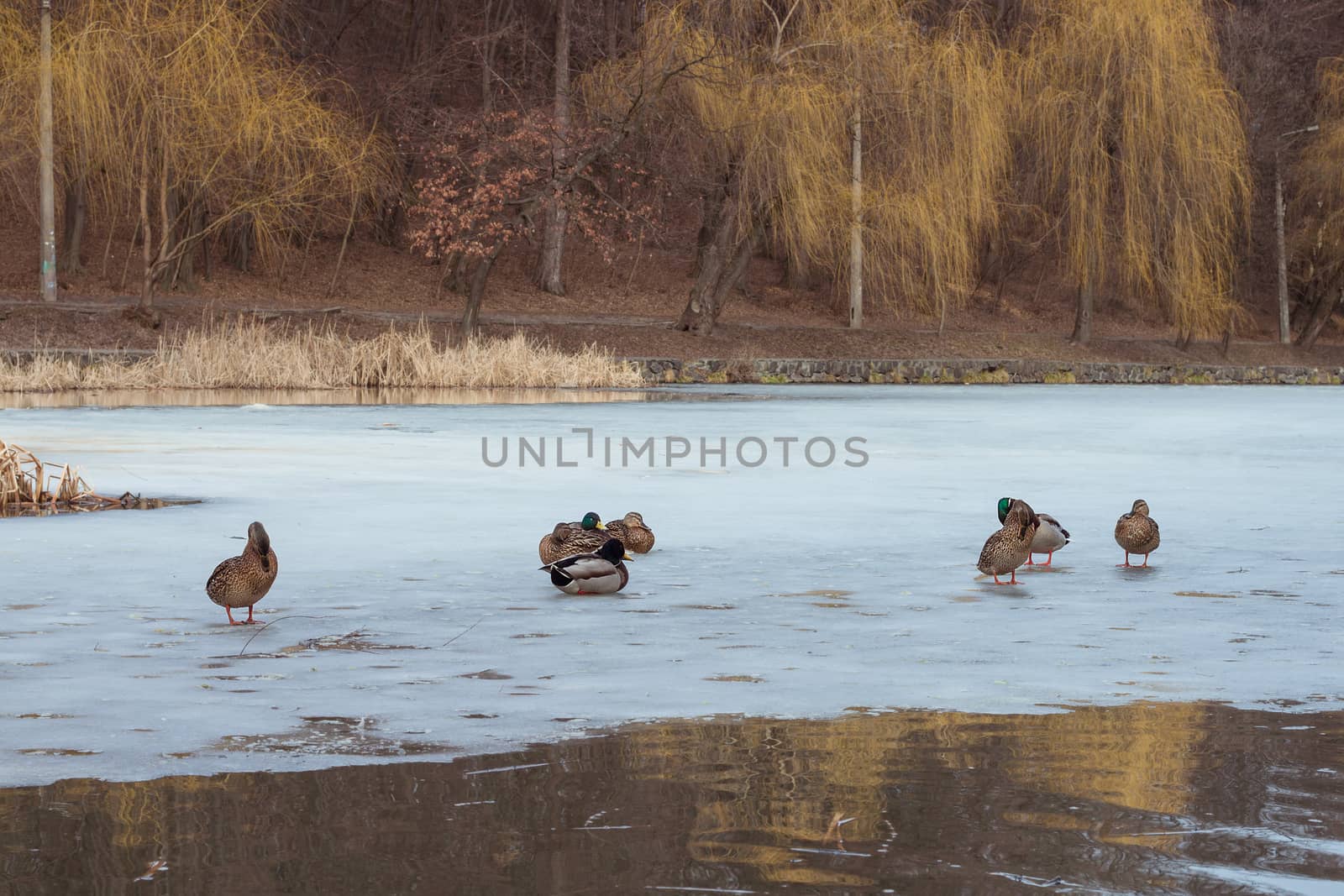 Winter city garden with ice frozen pond and flock of ducks