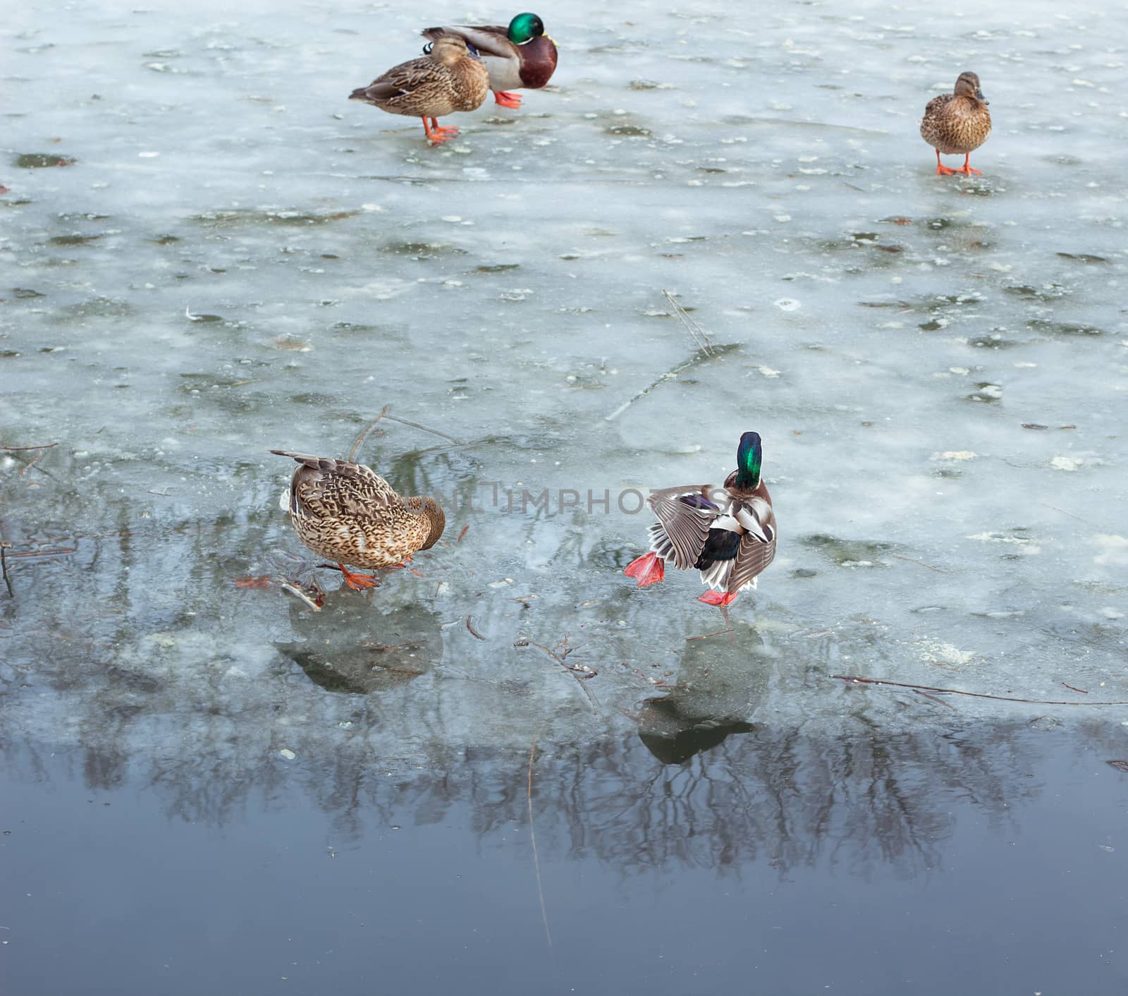 Flock of ducks playing and floating on winter ice frozen city park pond