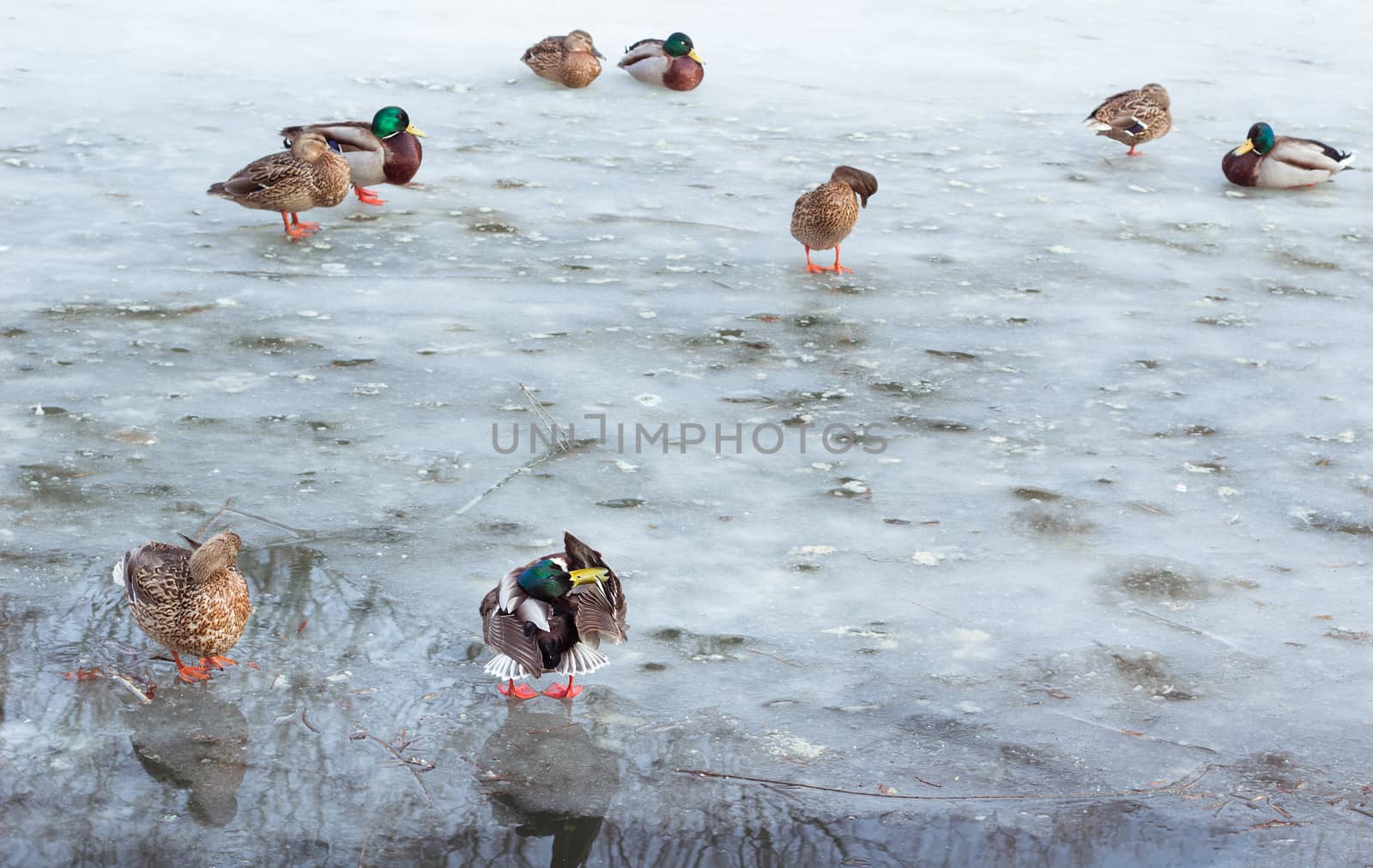 Flock of ducks playing and floating on winter ice frozen city park pond