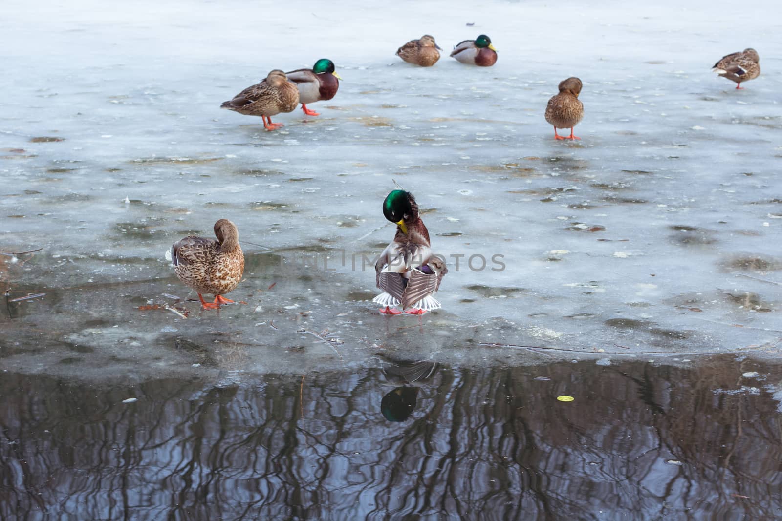Flock of ducks playing and floating on winter ice frozen city park pond