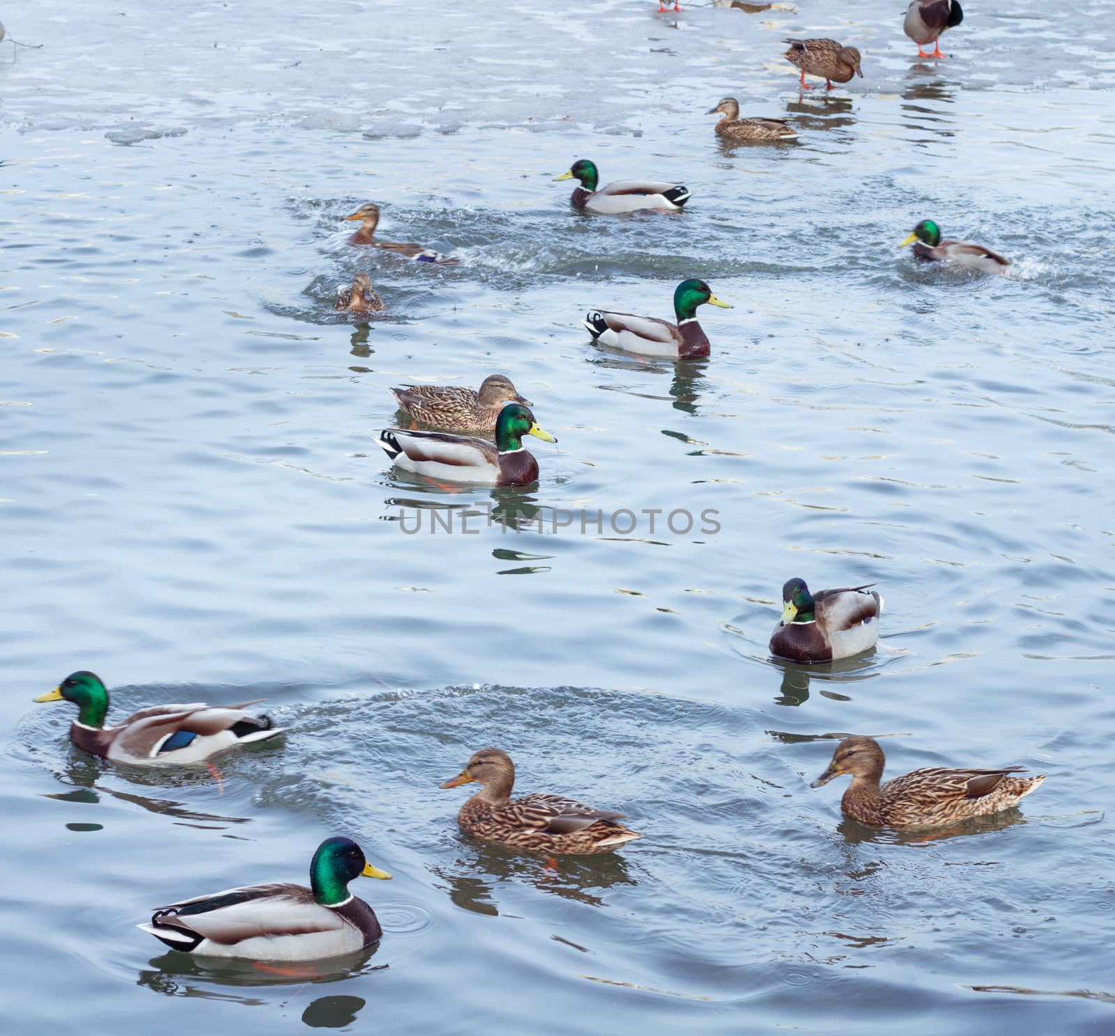 Flock of ducks playing and floating on winter ice frozen city park pond