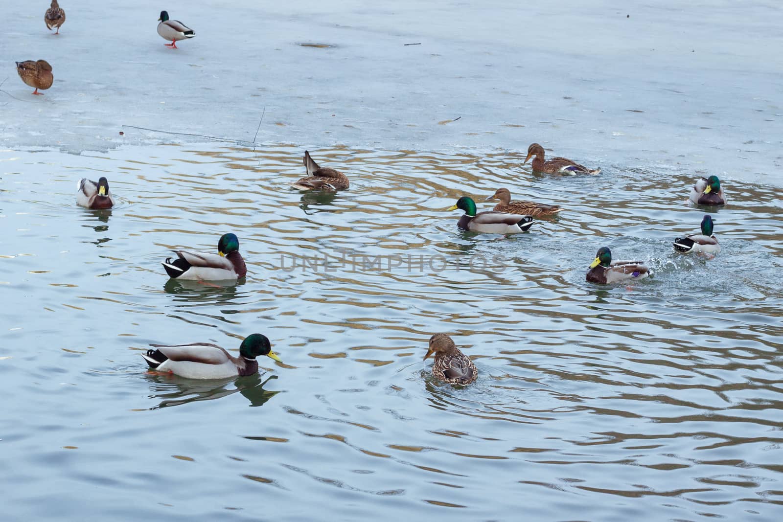 Flock of ducks playing and floating on winter ice frozen city park pond